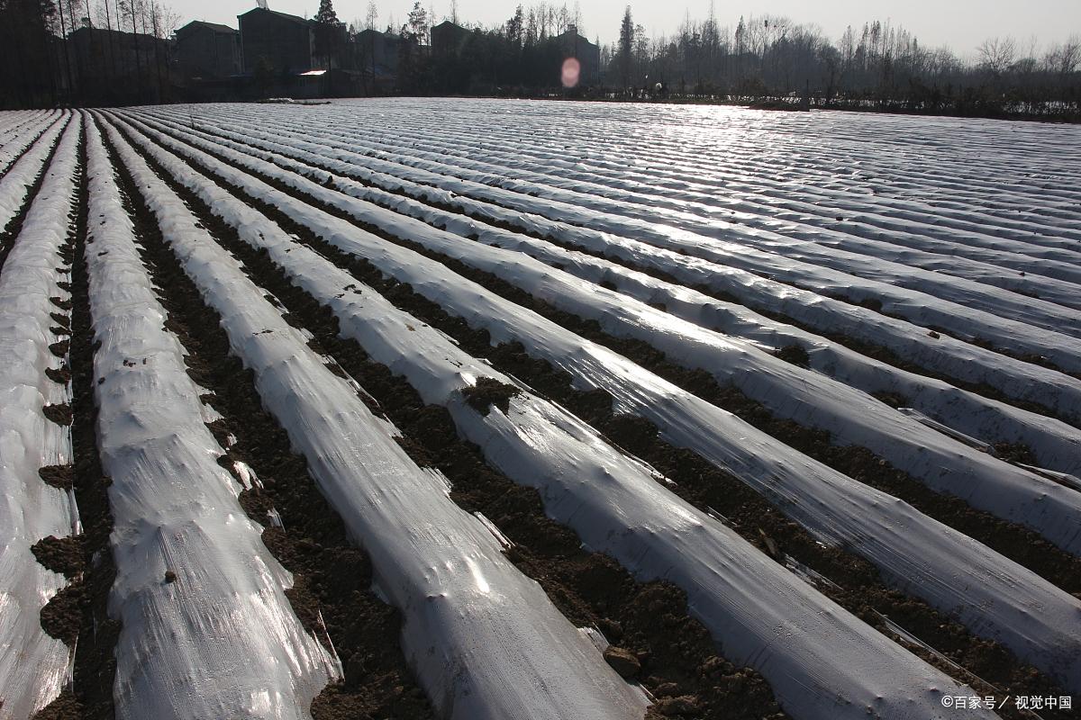 白色污染的终结 0.5元回收农用地膜，变废为宝的创新之路