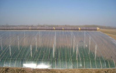 PO膜 现代农业的可靠守护者——专访青州兴旺温室材料供应商李庆洲