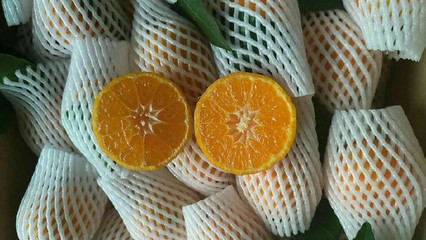 从“红”到丰收 荔浦沙糖桔与农业塑料薄膜的协同增效