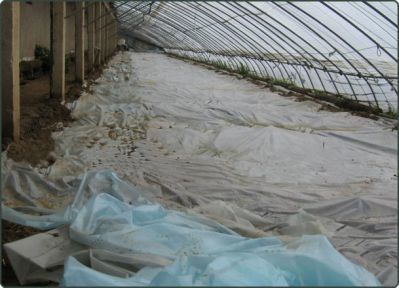 三农科普小课堂 | 设施土壤石灰氮消毒技术