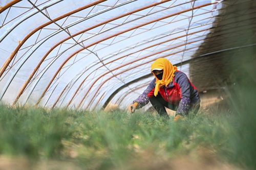 神奇生物在高原 一颗藏红花的成长史与农业用塑料薄膜