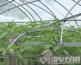 风雨考验下的农业“保护伞” 句容大棚塑料薄膜的韧性启示